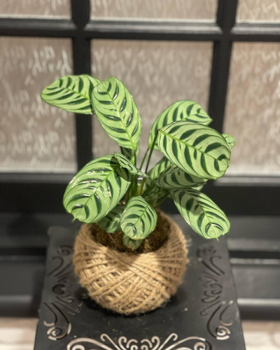 medusa succulent plant Euphorbia caput-medusae  Planet Desert