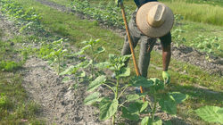 Combine Harvester on Field