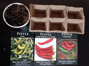 December Peppers Day 0 to Day 20