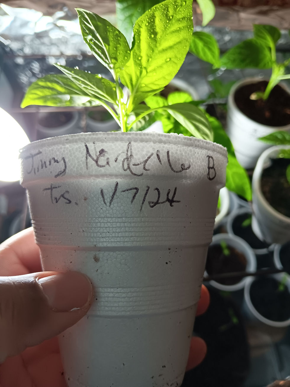 A 2 inch tall pepper seedling growing inside of a styrofoam cup. Labeled Jimmy Nardello, B