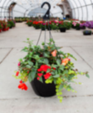 13″ Mixed SHADE Hanging Basket