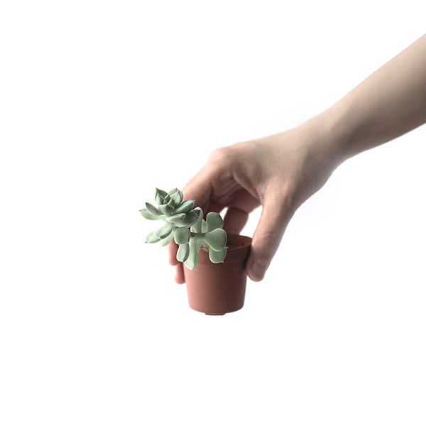 Succulent