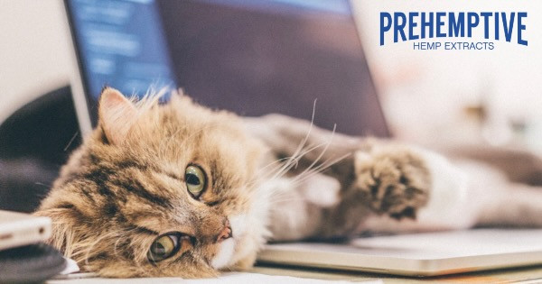 Cat laying down on a computer keyboard