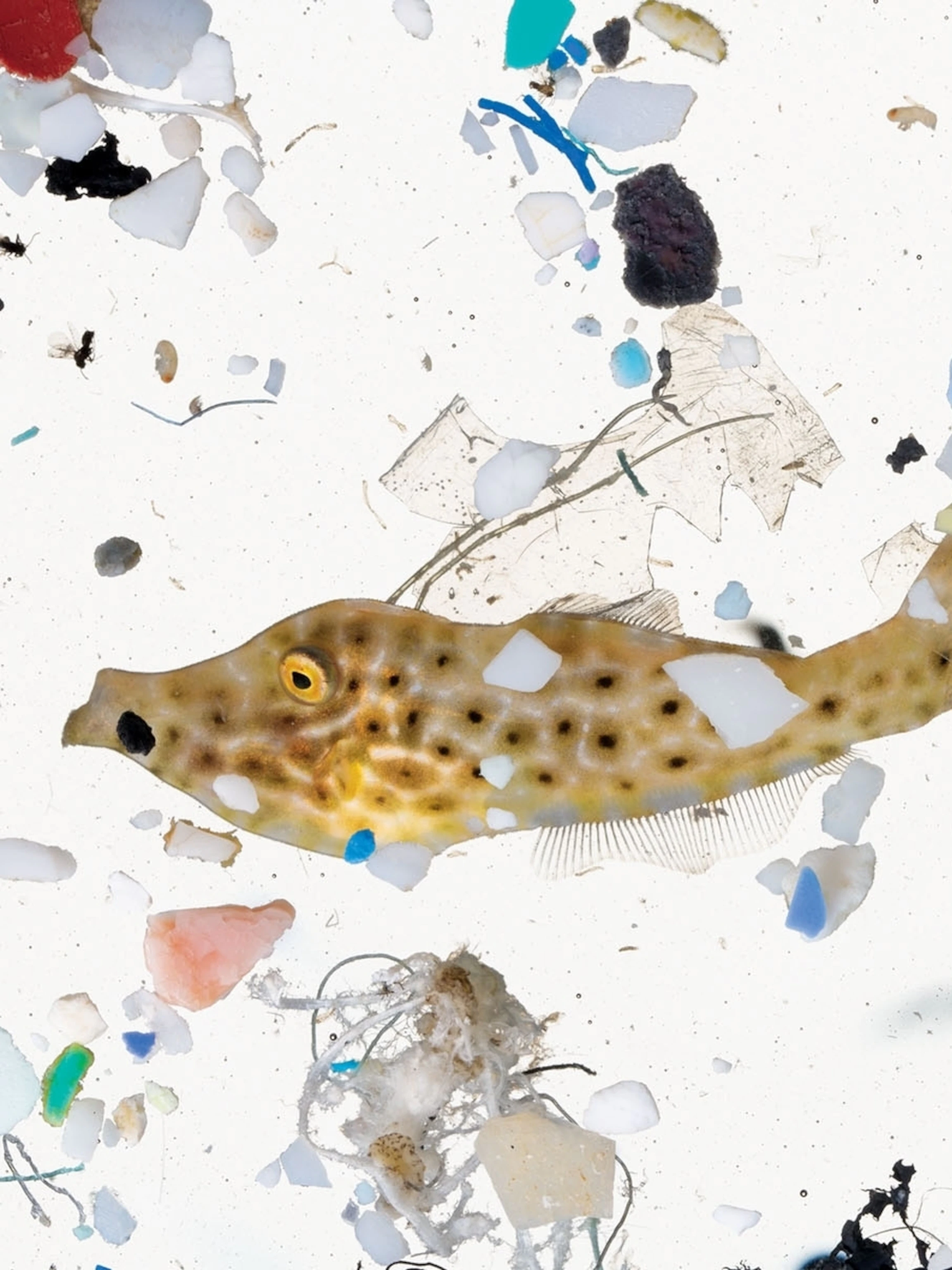 marine-plastic-ocean-fish-microplastic-12_3x4.webp