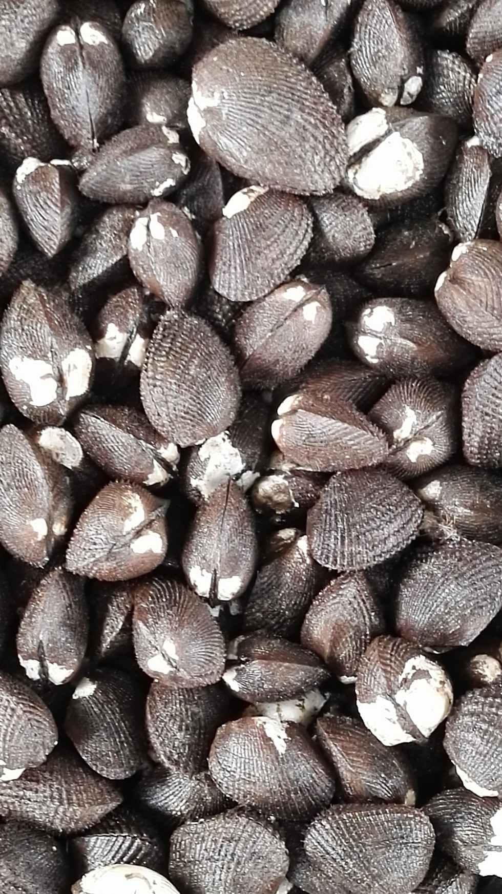 Miniatura: Concha Negra