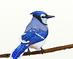 BlueJay_image.png