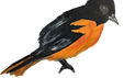 IMG_Bribird.png