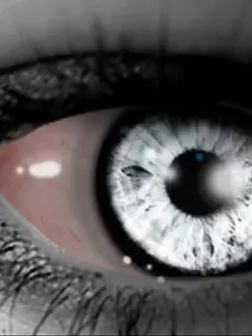 silver-eyes-pic.webp