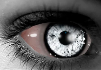 silver-eyes-pic.webp