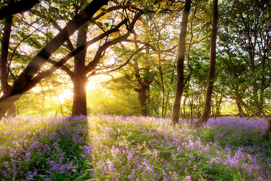 Amazing sunrise through the trees onto a carpet of wild bluebells Seasonal spring landscap