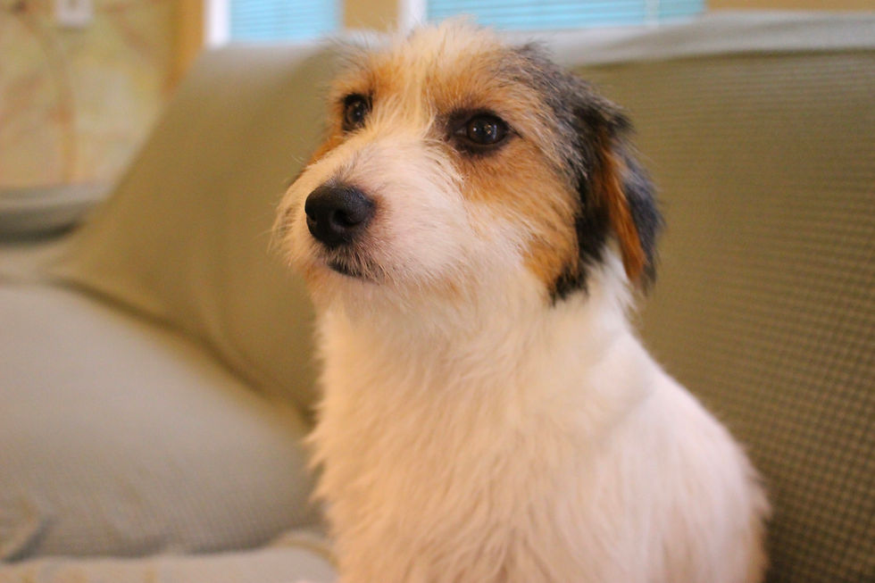 サムネイル： チャコル！