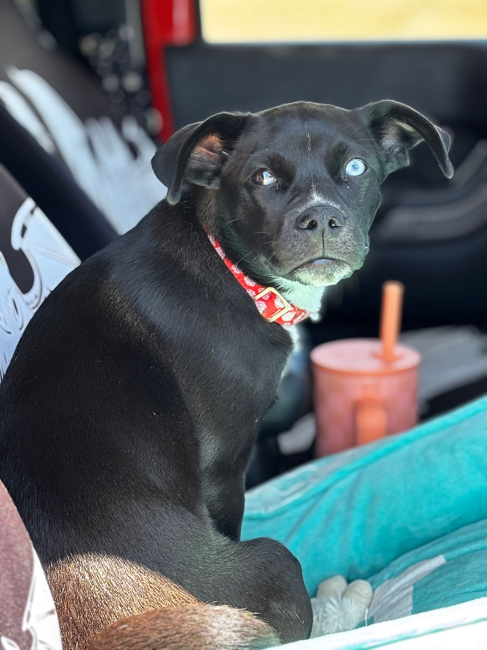 Mia