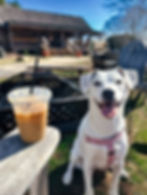 Take your fur friend to Stowe for a day on the trails.