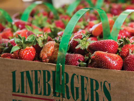 Farmers Markets in Gaston County Spring Opening Days & Local Produce Guide