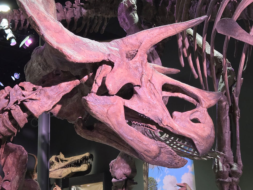 triceratops skull fossil in a museum exhibit, with other dinosaur bones and skulls against a dark background.