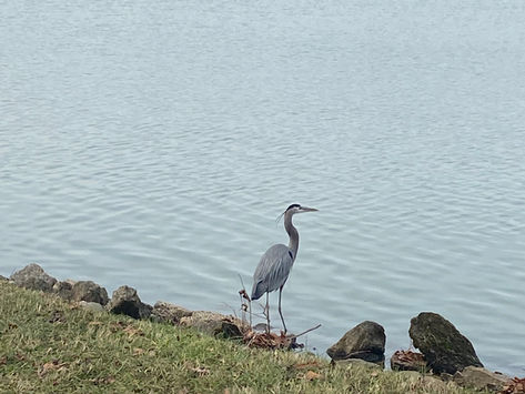 Gaston County Birdwatching: A Secluded Avian Haven for Avid Ornithologists and Nature Enthusiasts