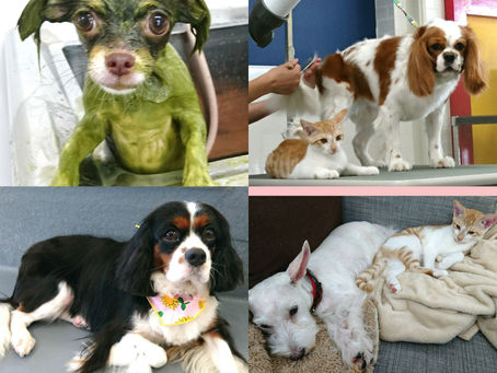９月のお休みのお知らせ🐶