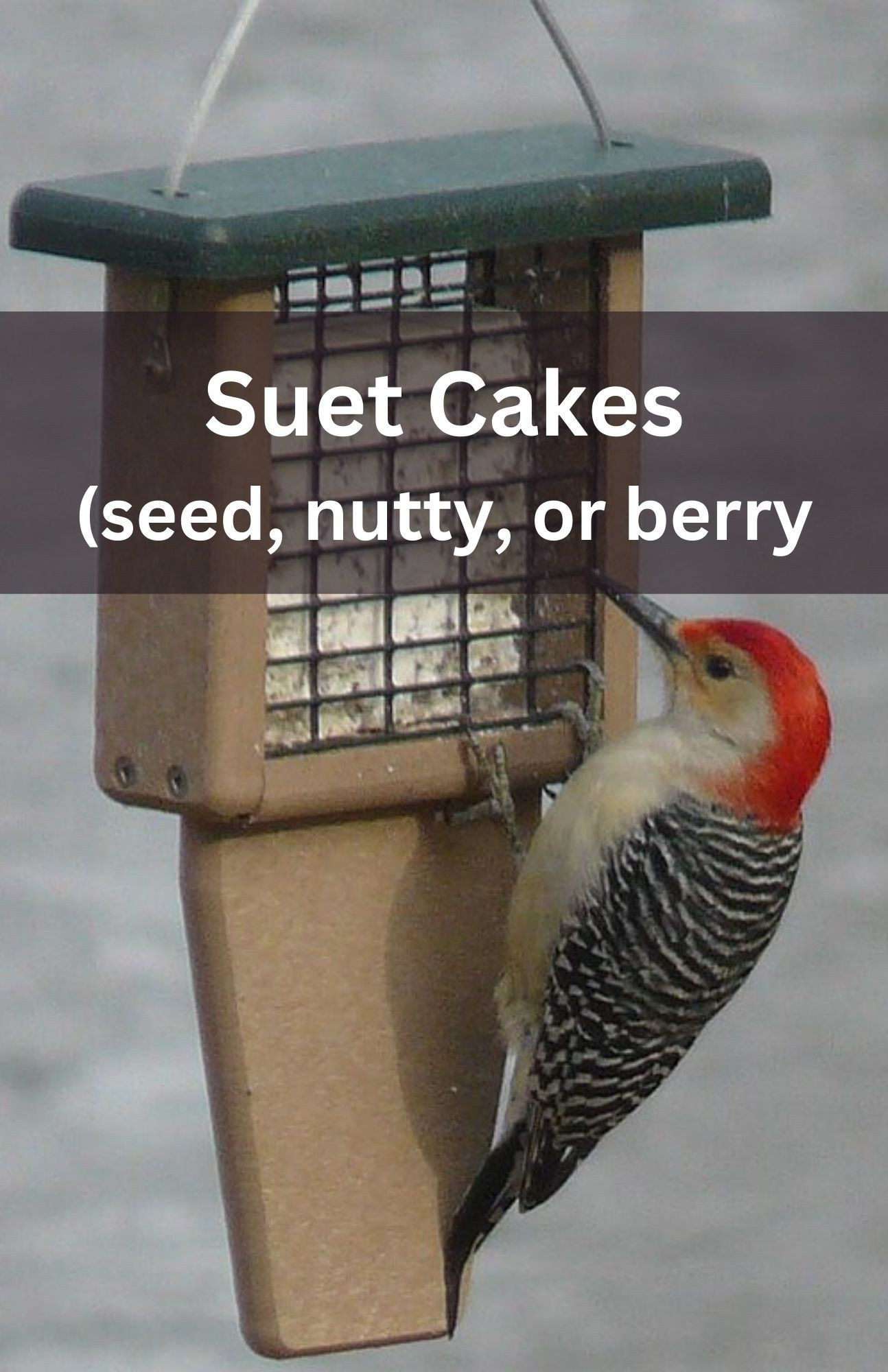 Suet Cakes - 12 cakes/box
