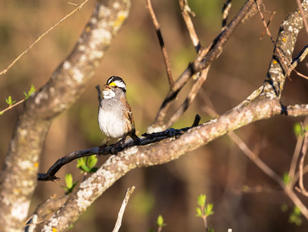 Have a Chapter Name Suggestion? Click here.