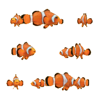clownfish-sticker-marine-fish.gif