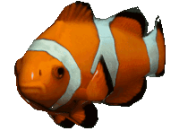 clownfish-swimming.gif