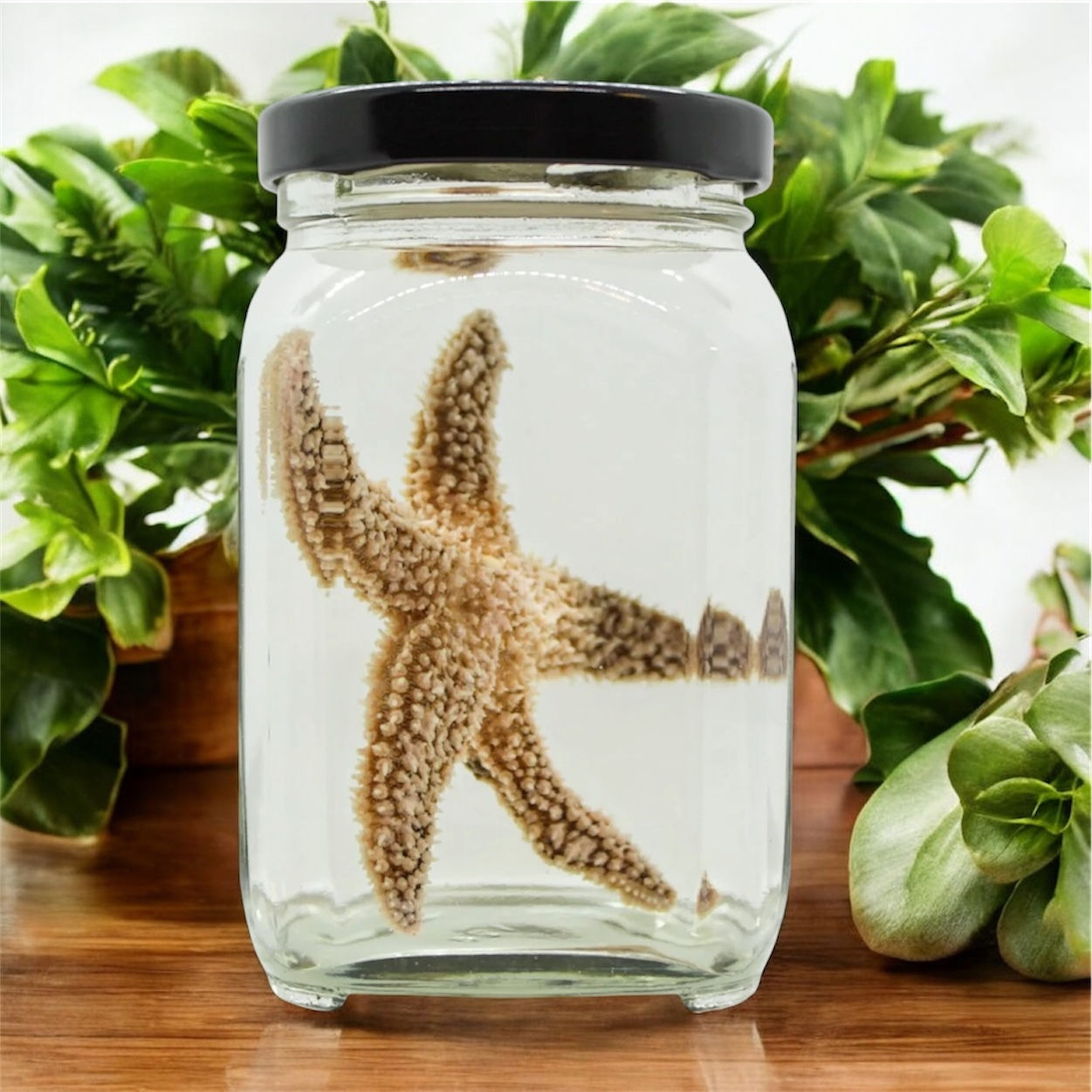 Starfish Wet Specimen