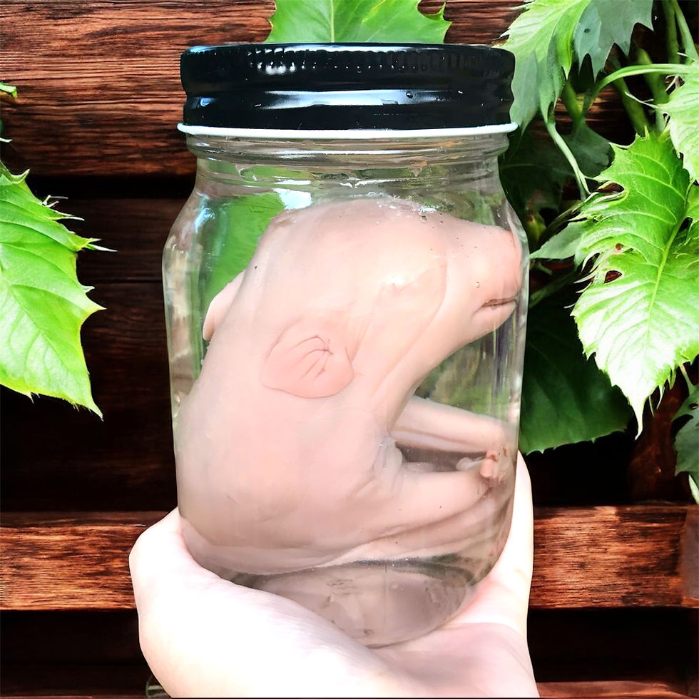 Fetal Piglet Wet Specimen