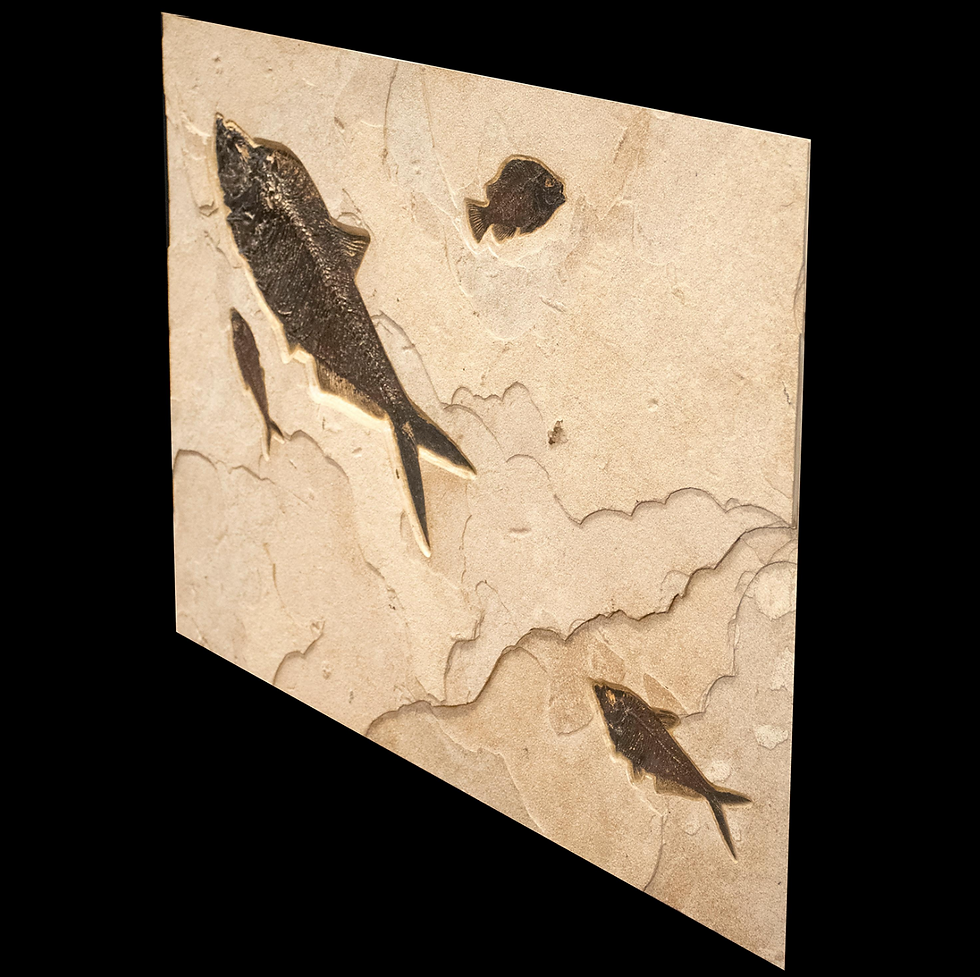 Thumbnail: 50 Million Year Old Eocene Era Fossil Fish Mural in Stone, from Wyoming