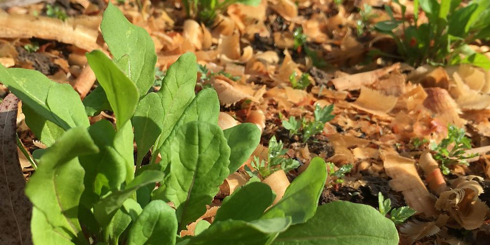 Semana de agroecologia