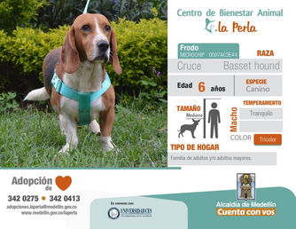 ¡A adoptar! Semana de la adopción animal en Medellín
