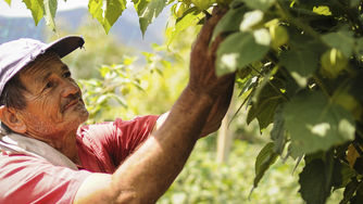 Incentivo de Capitalización Rural impulsará el campo colombiano