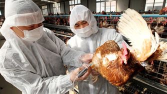 El ICA alerta a los productores avícolas sobre la influenza aviar