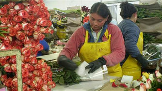 "En Colombia prima el trabajo formal sobre el informal", DANE