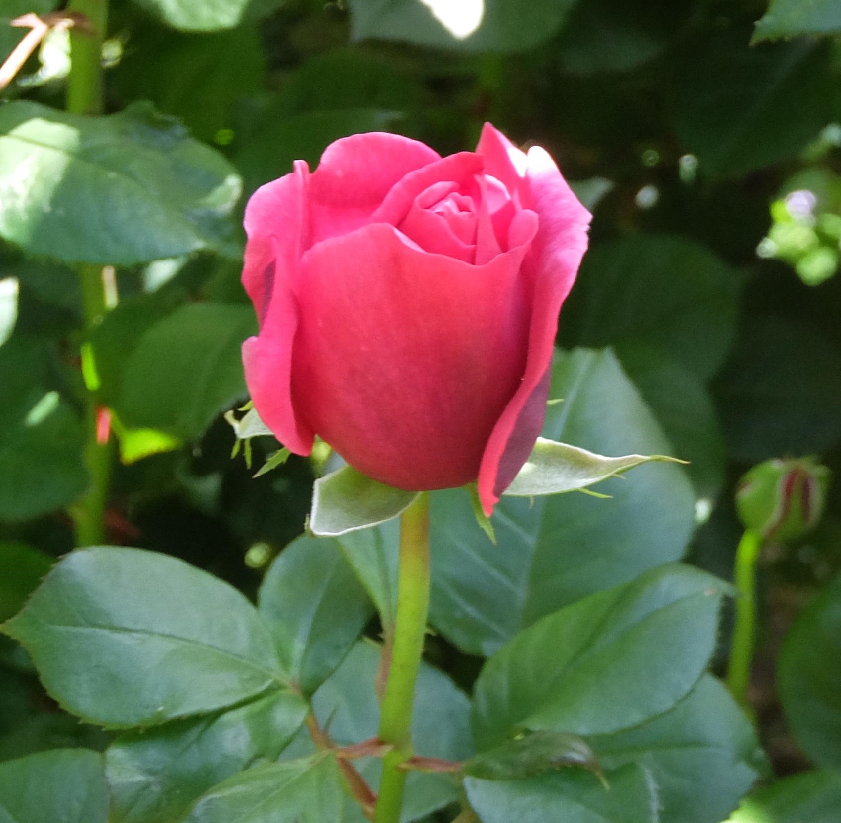 薔薇(バラ)