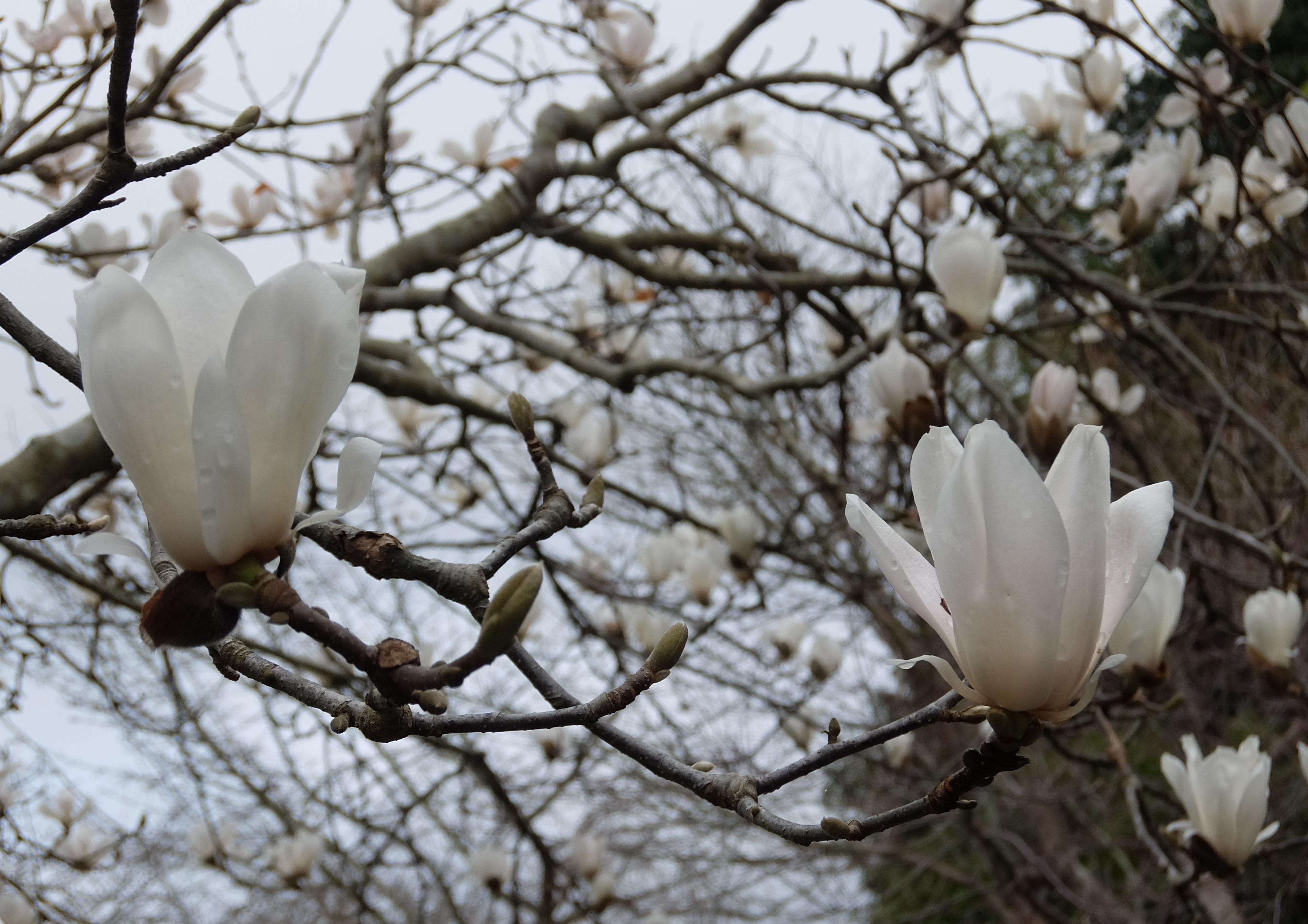 木蓮
