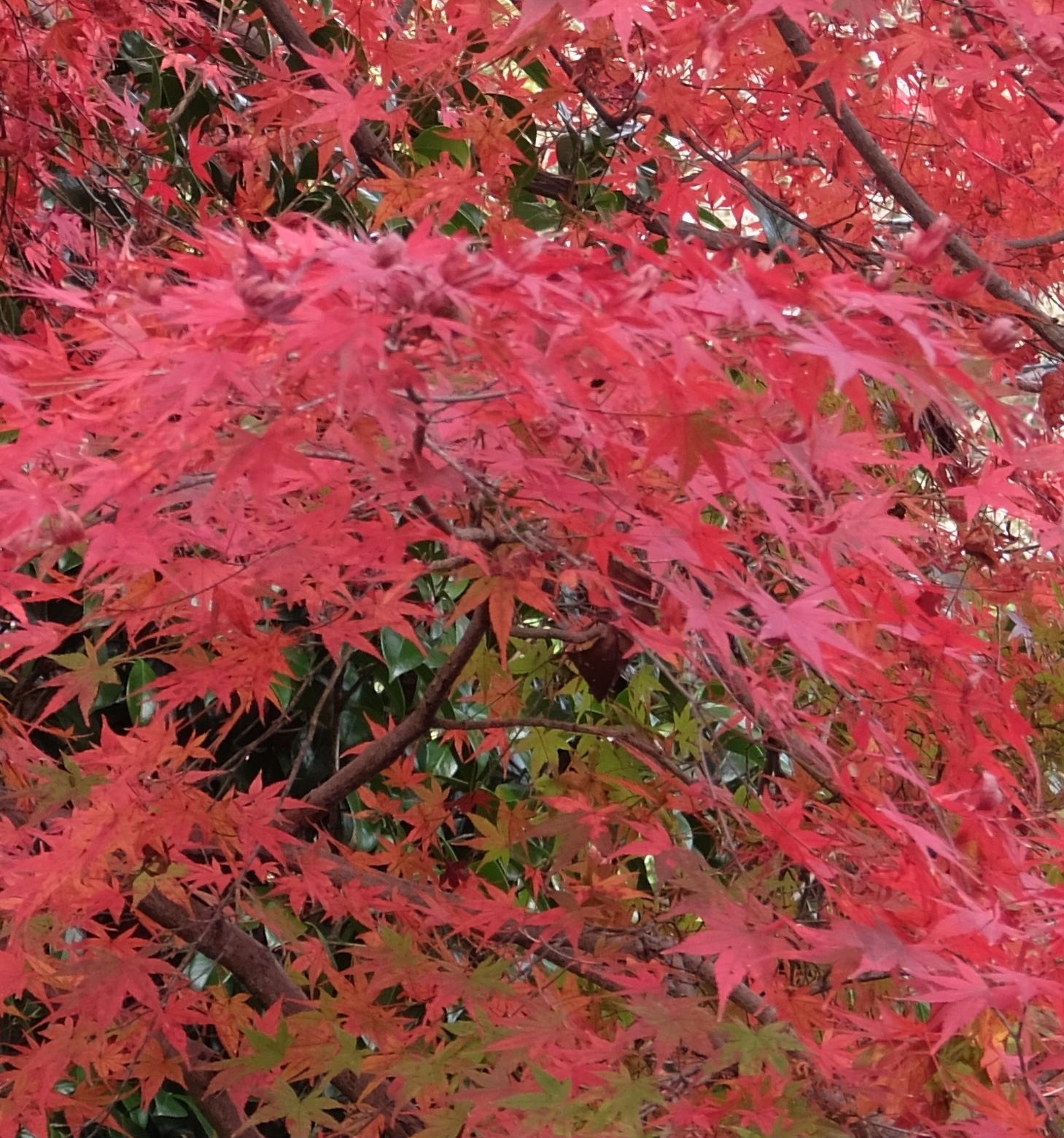 紅葉(モミジ)