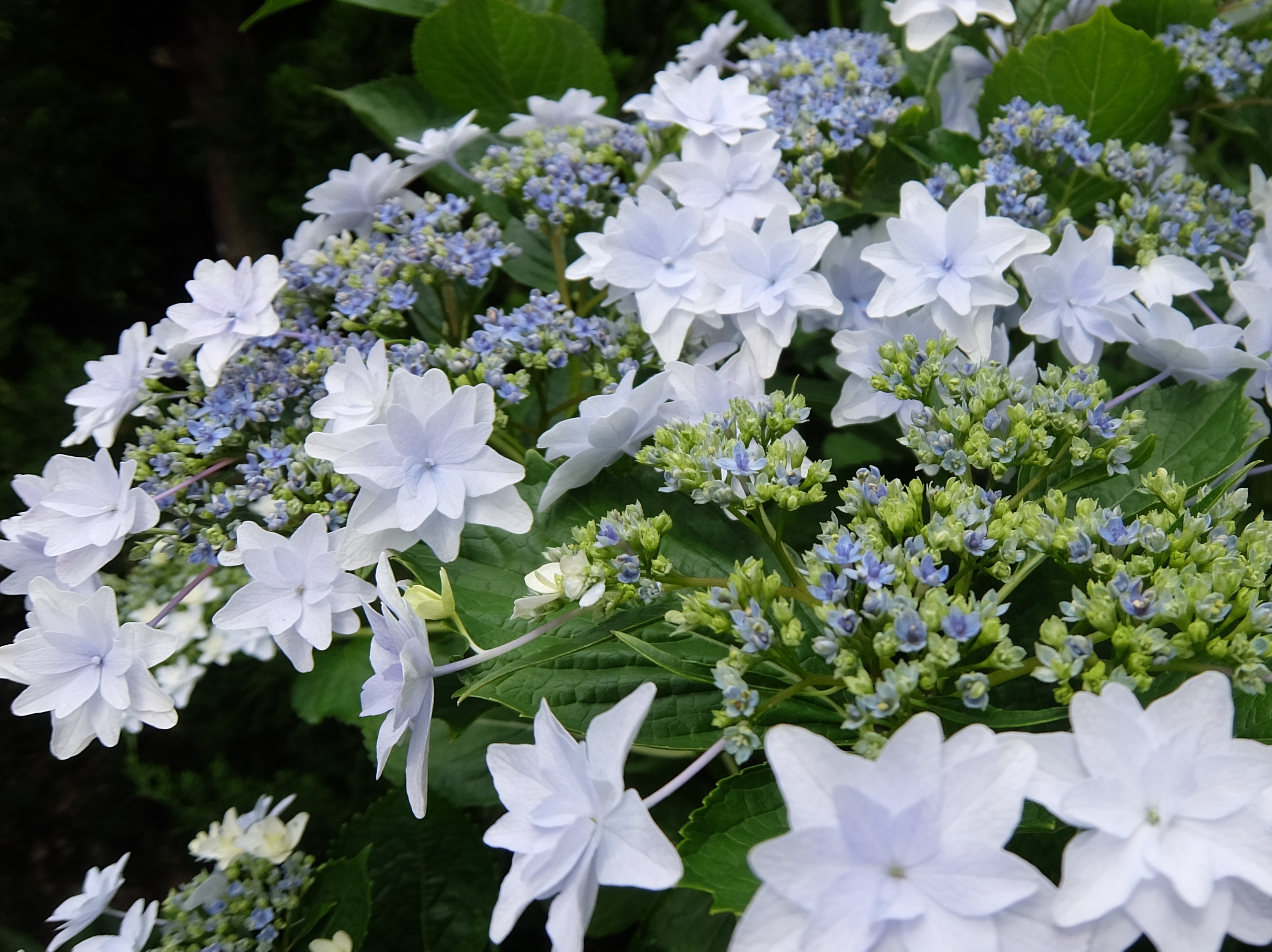 額紫陽花(隅田の花火)