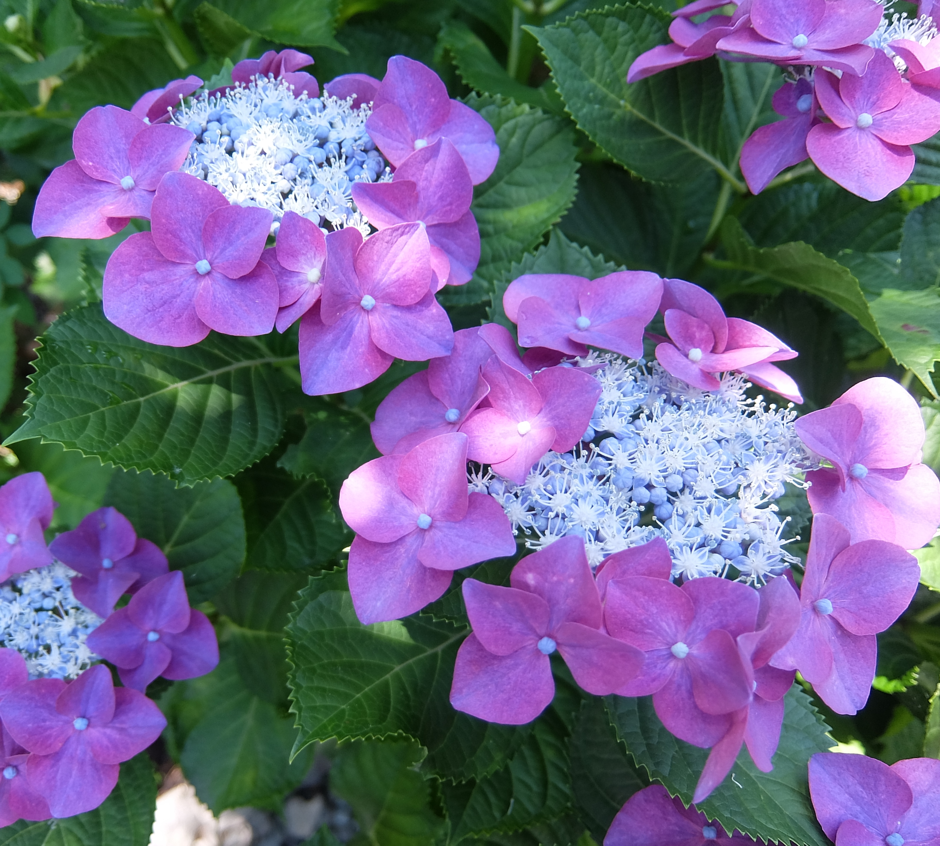 額紫陽花(ガクアジサイ)