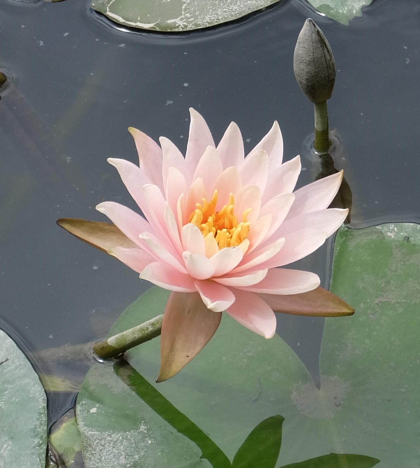 睡蓮