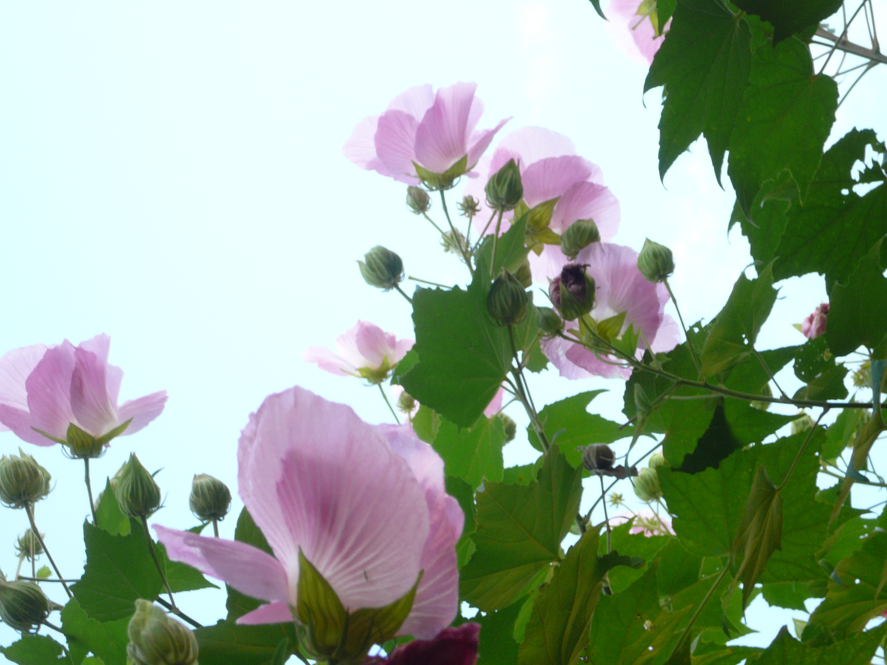 芙蓉(フヨウ)