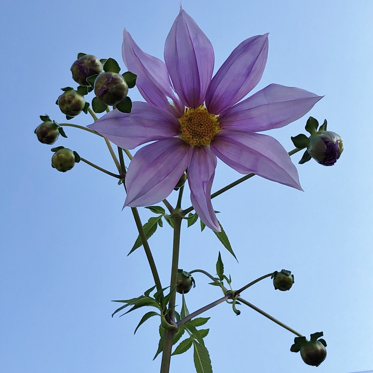 皇帝ダリア 木立ダリア