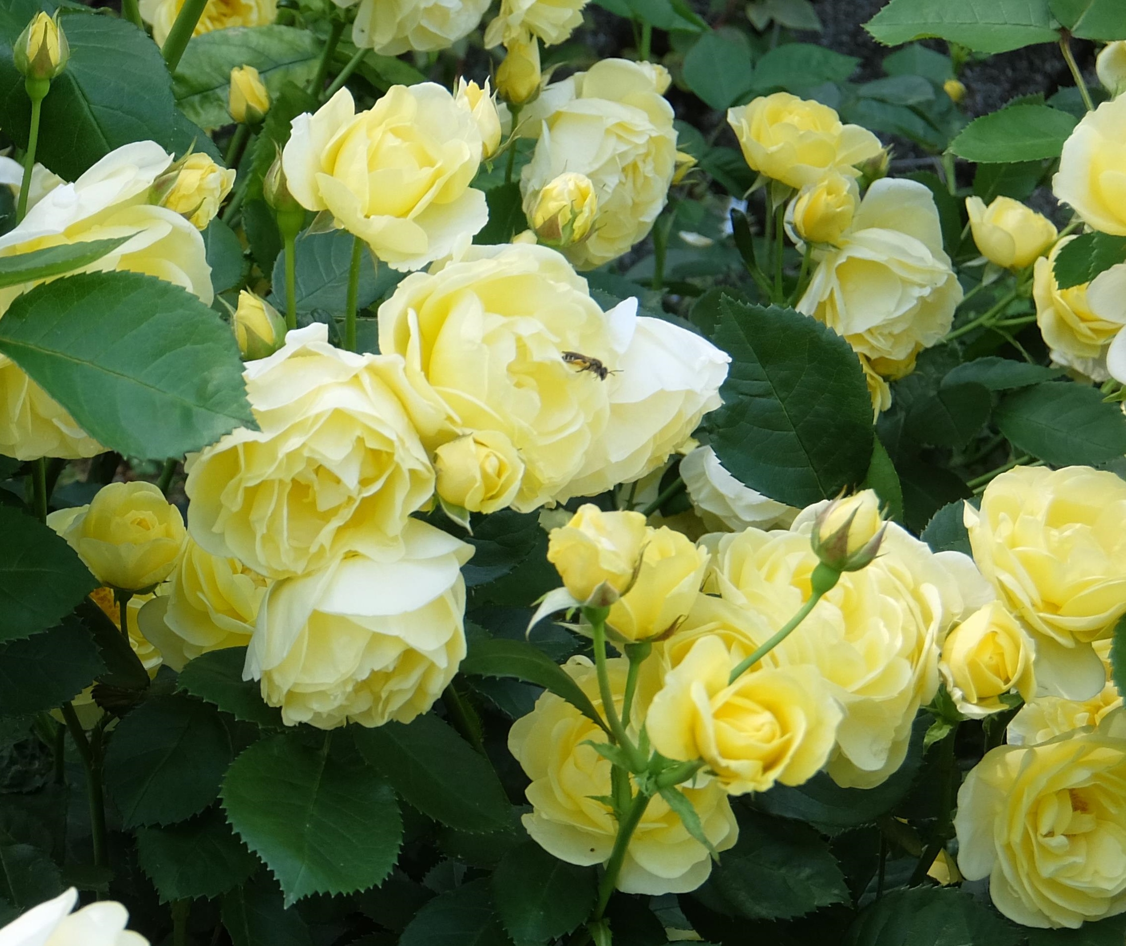 薔薇(バラ)