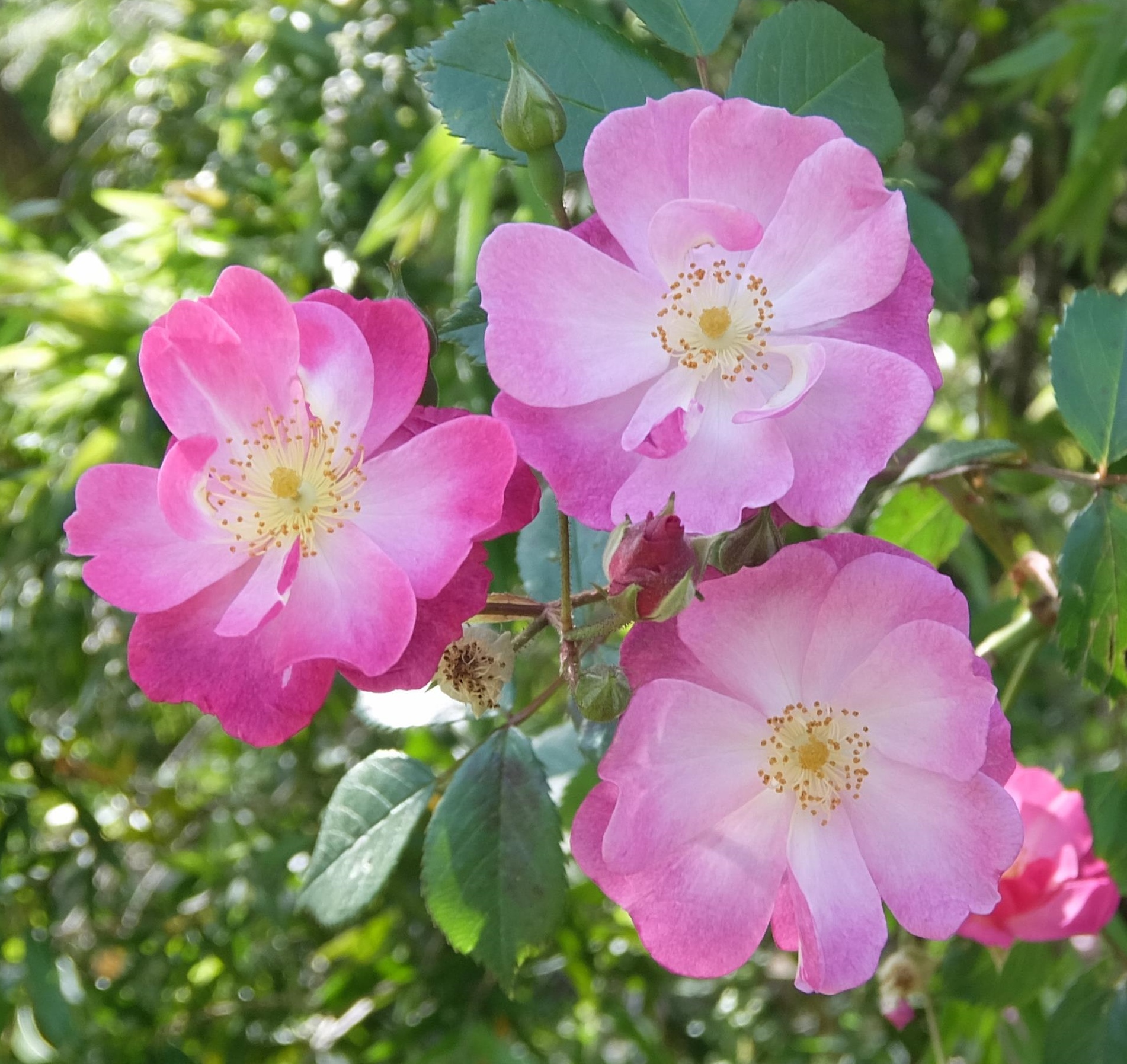 薔薇(バラ)