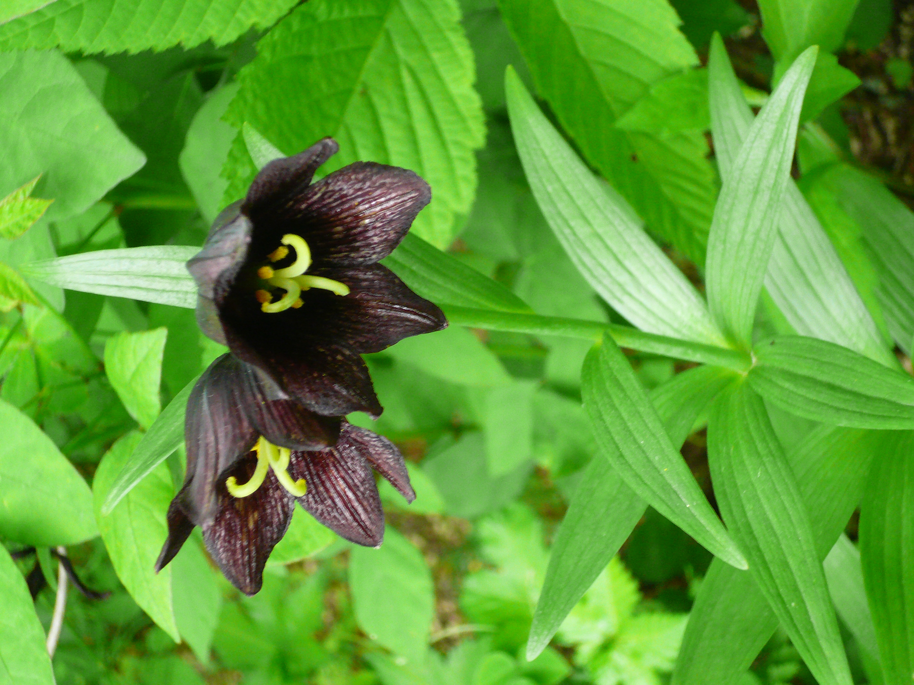 黒百合