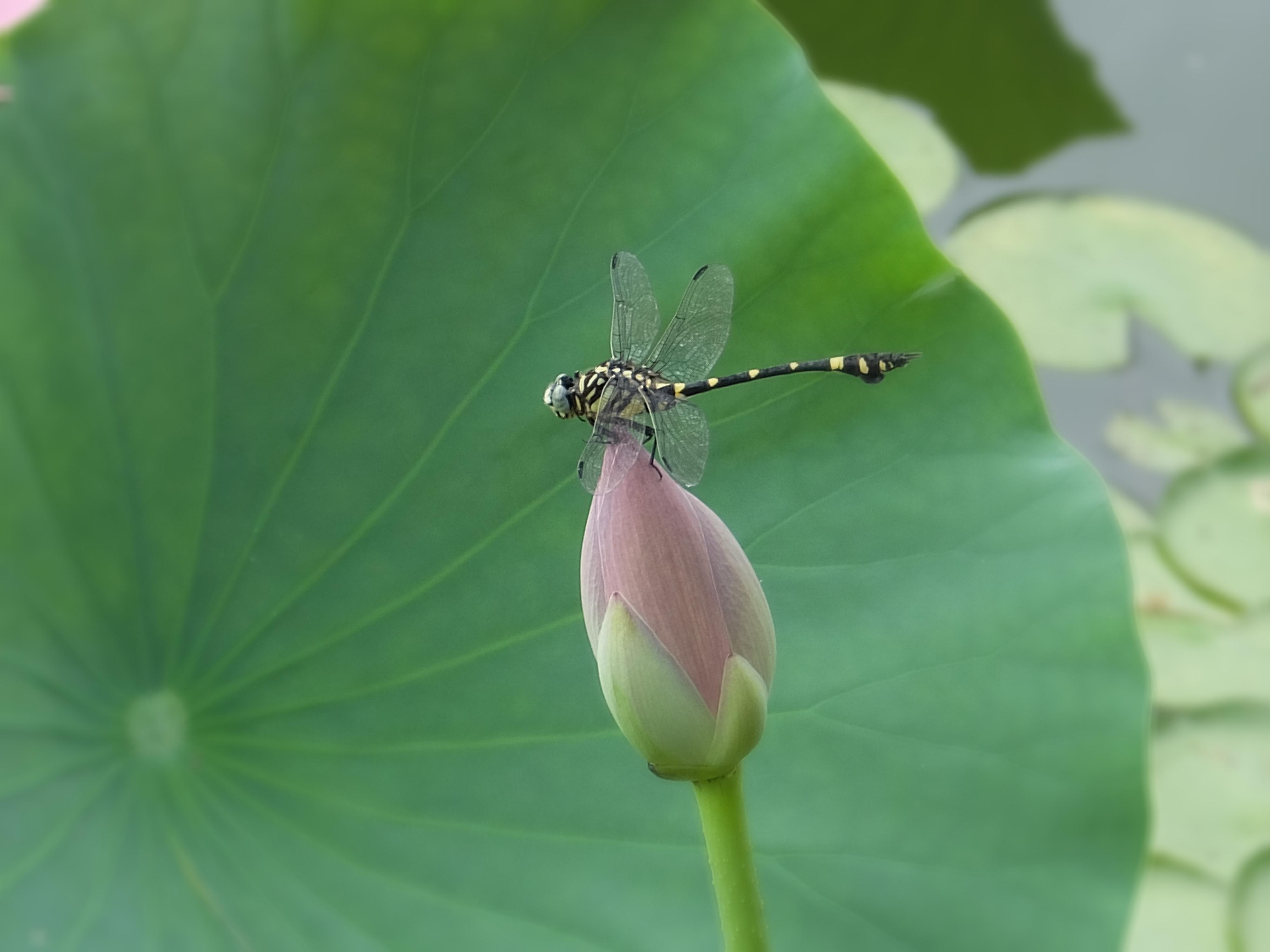 蓮とオニヤンマ