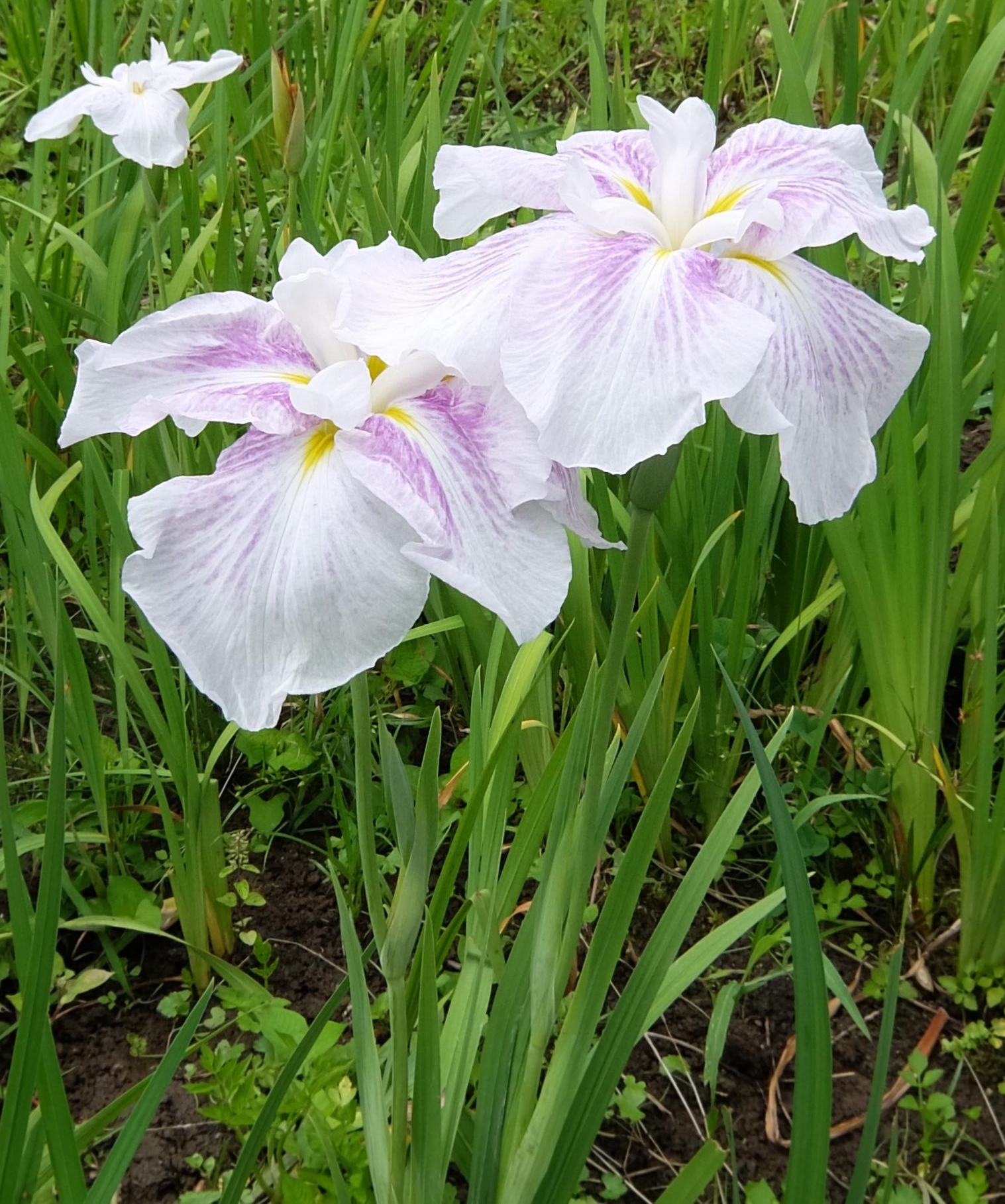 花菖蒲(ハナショウブ)