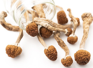 Psilocybin Assisted Therapy4.jpg