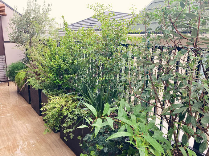 渋谷区 個人邸 マンションのベランダガーデン。目隠しのプランターグリーンでストレスなく快適な生活を楽しめます。