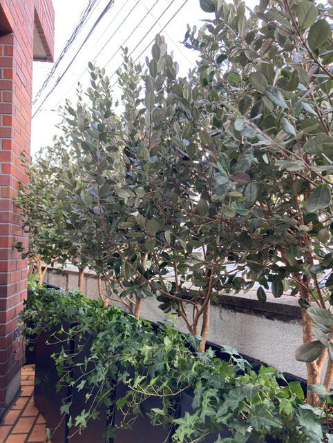渋谷区個人邸 マンション 目隠し植栽　テラスプランター