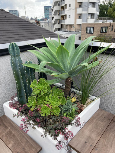目黒区個人邸 戸建てのルーフバルコニー寄せ植え。多肉やサボテンで構成したトロピカルでメンテナンスフリーな植栽。